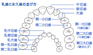 乳歯