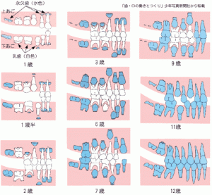 生え変わり