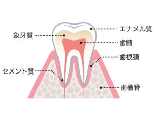 ホワイトニング説明（歯の構造）